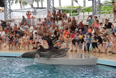 Dolphin Show everyday at 14:30 