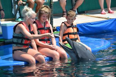 Meet with dolphins