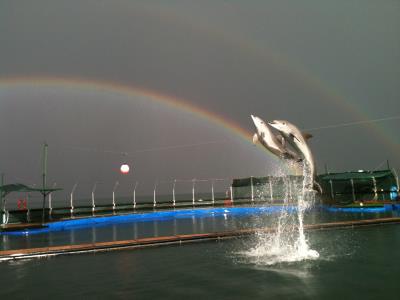 Dolphin Visit 